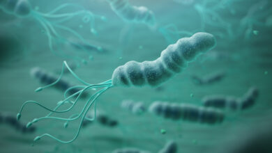 Helicobacter pylori in microscope.Bactreiias. 3d illustration